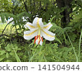 The summer alpine plant, the Japanese lily (Lilium auratum), blooms at the Nikko-guchi PA. It is the queen of lilies, endemic to Japan. 141504944
