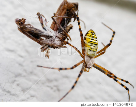 A female spider that caught its prey 141504978