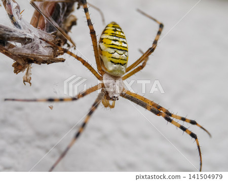 Macro of the golden orb-weaver spider 141504979