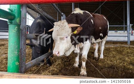 A large Simmental bull stands in a modern livestock barn. The powerful breeding bull eats feed inside a clean farm pen. A large Simmental bull stands in a modern livestock barn. The powerful breeding bull eats feed inside a clean farm pen. 141505016