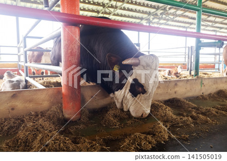 Simmental bull feeding on hay inside a modern livestock farm shed. Domestic cattle eating in a barn stall. Simmental bull feeding on hay inside a modern livestock farm shed. Domestic cattle eating in a barn stall. 141505019