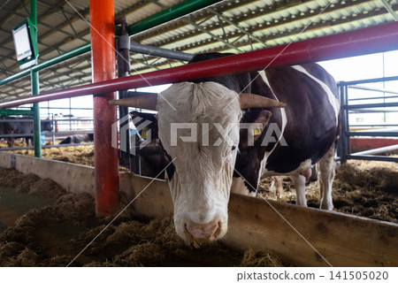 Simmental bull feeding on hay inside a modern livestock farm shed. Domestic cattle eating in a barn stall. Simmental bull feeding on hay inside a modern livestock farm shed. Domestic cattle eating in a barn stall. 141505020