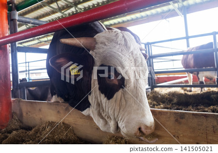 Holstein cow eating hay inside a modern dairy farm barn. Domestic black and white cattle feeding at livestock agricultural shed. Holstein cow eating hay inside a modern dairy farm barn. Domestic black and white cattle feeding at livestock agricultural shed. 141505021