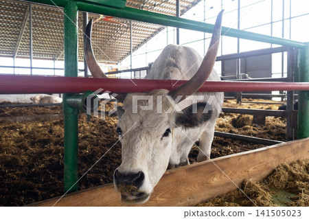 Hungarian Grey cattle standing inside a modern farm barn. Longhorn cow behind metal fencing in a livestock facility. Hungarian Grey cattle standing inside a modern farm barn. Longhorn cow behind metal fencing in a livestock facility. 141505023