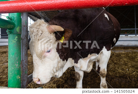 A large Simmental bull stands in a modern livestock barn. The powerful breeding bull eats feed inside a clean farm pen. A large Simmental bull stands in a modern livestock barn. The powerful breeding bull eats feed inside a clean farm pen. 141505024