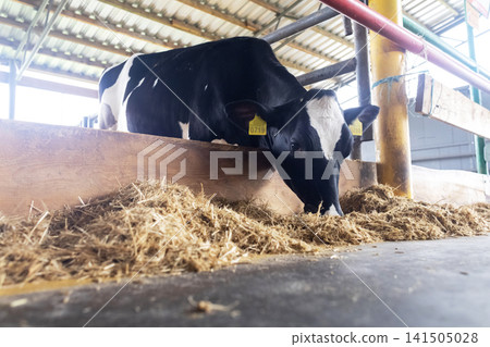 Holstein cow eating hay inside a modern dairy farm barn. Domestic black and white cattle feeding at livestock agricultural shed. Holstein cow eating hay inside a modern dairy farm barn. Domestic black and white cattle feeding at livestock agricultural shed. 141505028