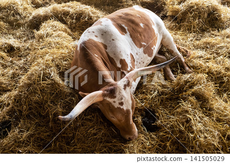 A Texas Longhorn cow resting comfortably on fresh straw inside a clean barn on a dairy farm. Livestock breeding and sustainable agriculture concept. A Texas Longhorn cow resting comfortably on fresh straw inside a clean barn on a dairy farm. Livestock breeding and sustainable agriculture concept. 141505029