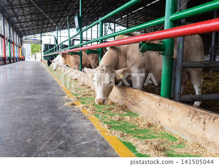 Charolais cattle eating feed inside modern livestock barn. Purebred beef cow on a modern dairy farm. Charolais cattle eating feed inside modern livestock barn. Purebred beef cow on a modern dairy farm. 141505044
