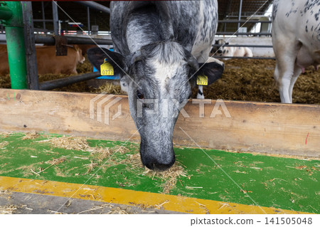Belgian Blue cow eating feed inside a modern dairy farm barn. Close up view of cattle livestock animal with yellow ear tag on agriculture ranch. Belgian Blue cow eating feed inside a modern dairy farm barn. Close up view of cattle livestock animal with yellow ear tag on agriculture ranch. 141505048