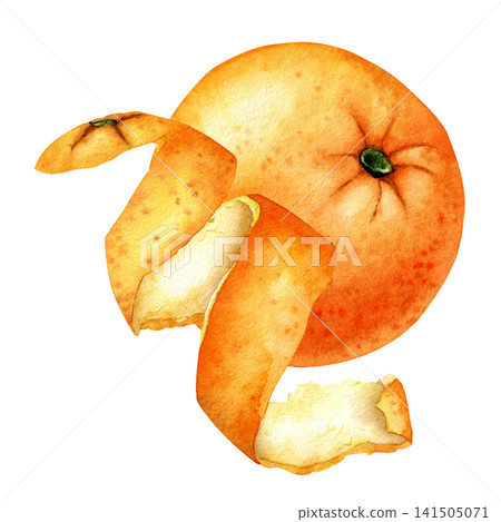 Watercolor Whole Orange With Citrus Peel Spiral Watercolor Whole Orange With Citrus Peel Spiral 141505071
