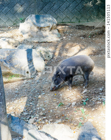 Wild boars at the zoo Wild boars at the zoo 141505113