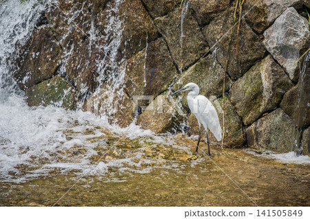A little egret (egret) hunting for prey under a dam at Kamogawa River in Kyoto City A little egret (egret) hunting for prey under a dam at Kamogawa River in Kyoto City 141505849