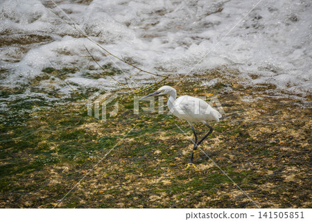A little egret (egret) hunting for prey under a dam at Kamogawa River in Kyoto City A little egret (egret) hunting for prey under a dam at Kamogawa River in Kyoto City 141505851