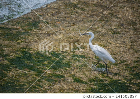 White Egret (Little Egret) in the River Kamogawa, Kyoto City White Egret (Little Egret) in the River Kamogawa, Kyoto City 141505857
