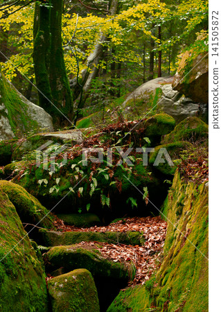 verdant forest floor is carpeted with lush moss and fallen leaves leading through a rocky natural pathway verdant forest floor is carpeted with lush moss and fallen leaves leading through a rocky natural pathway 141505872