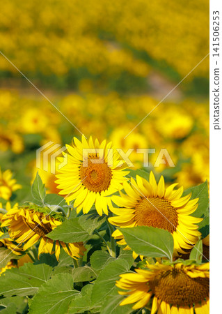 Landscape with summer flowers Landscape with summer flowers 141506253