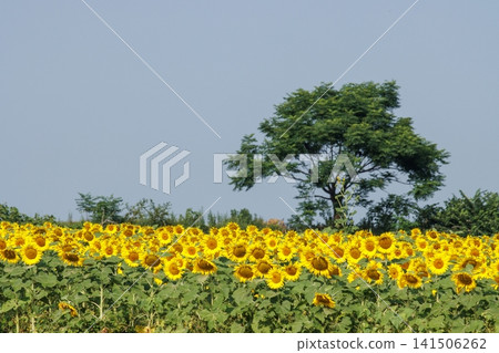 向日葵領域和藍天 向日葵領域和藍天 141506262