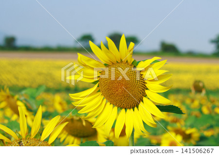 A single sunflower in full bloom against a summer blue sky. A single sunflower in full bloom against a summer blue sky. 141506267
