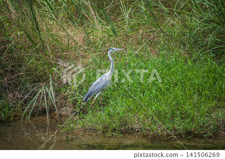 Grey Heron, Kamogawa River, Kyoto City Grey Heron, Kamogawa River, Kyoto City 141506269