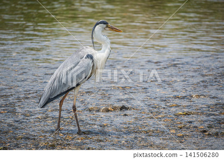 Grey Heron, Kamogawa River, Kyoto City Grey Heron, Kamogawa River, Kyoto City 141506280