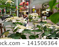 銀座的繡球花 141506364