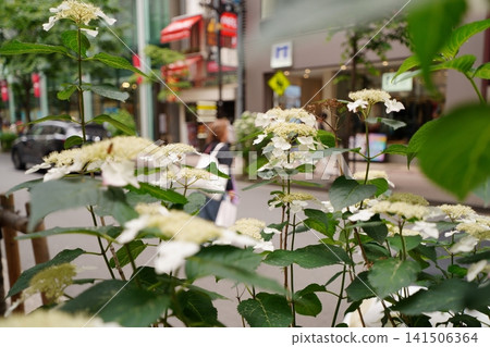 Hydrangea of Ginza Hydrangea of Ginza 141506364