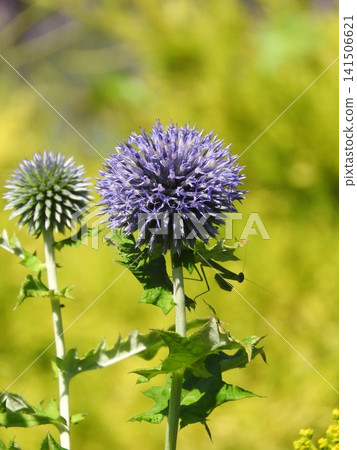 Echinops, a perennial herb belonging to the Asteraceae family, blooms with spherical blue flowers in the summer. Echinops, a perennial herb belonging to the Asteraceae family, blooms with spherical blue flowers in the summer. 141506621