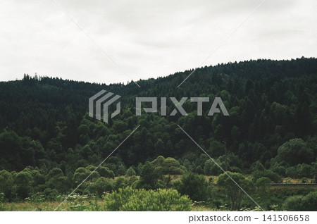 Dense evergreen hillside beneath overcast sky with layered meadow grasses, shrubs, and wildflowers in foreground, creating serene mountain scenery with soft muted light Dense evergreen hillside beneath overcast sky with layered meadow grasses, shrubs, and wildflowers in foreground, creating serene mountain scenery with soft muted light 141506658