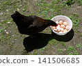 Hen  beside a tray of eggs 141506685