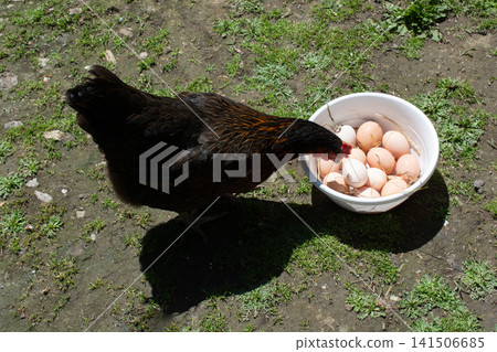 Hen beside a tray of eggs Hen beside a tray of eggs 141506685