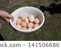 Chicken eggs in tray. Organic food. 141506686