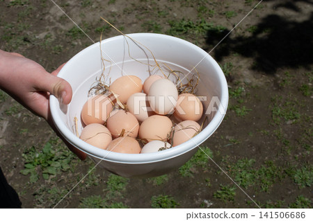 Chicken eggs in tray. Organic food. Chicken eggs in tray. Organic food. 141506686
