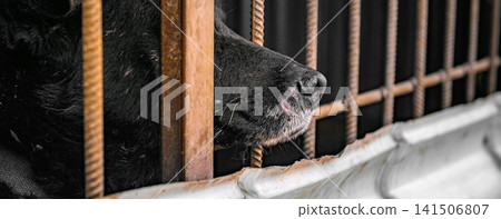 Homeless Dog Nose Peeking Through Cage Bars at Animal Shelter, Close-Up of Stray Dog Waiting for Adoption Homeless Dog Nose Peeking Through Cage Bars at Animal Shelter, Close-Up of Stray Dog Waiting for Adoption 141506807