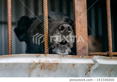 Homeless Dog Nose Peeking Through Cage Bars at Animal Shelter, Close-Up of Stray Dog Waiting for Adoption Homeless Dog Nose Peeking Through Cage Bars at Animal Shelter, Close-Up of Stray Dog Waiting for Adoption 141506808