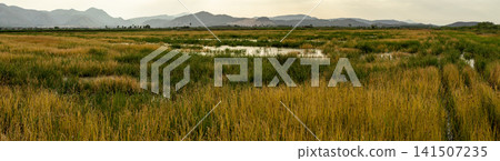 Panoramic view of yellow reeds taking over young rice plants in Pego Spain Panoramic view of yellow reeds taking over young rice plants in Pego Spain 141507235