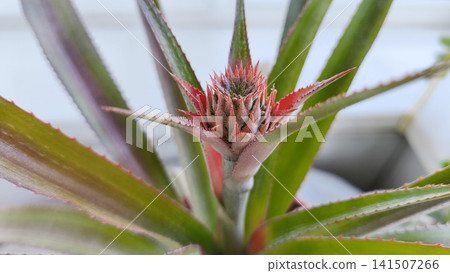 Close-up of a young pineapple fruit emerging from the center of a tropical houseplant growing indoors on a windowsill Close-up of a young pineapple fruit emerging from the center of a tropical houseplant growing indoors on a windowsill 141507266
