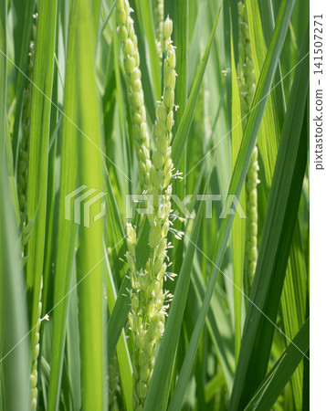 米花 米花 141507271
