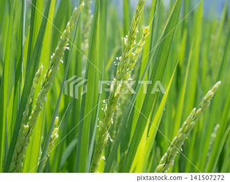 Rice flower 141507272