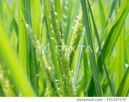 Rice flower Rice flower 141507274