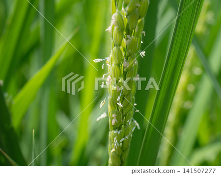 米花 米花 141507277