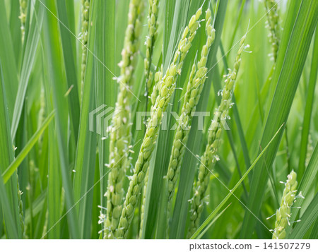 Rice flower Rice flower 141507279