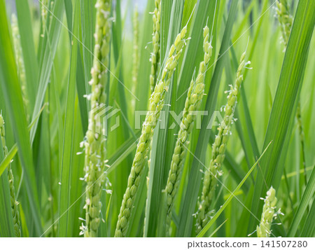 Rice flower Rice flower 141507280