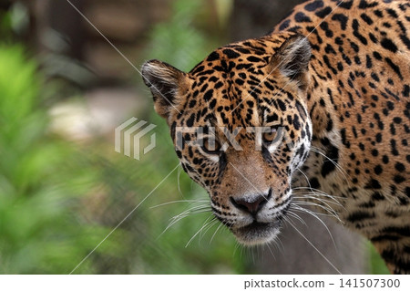A close-up of a jaguar's face peering at us. A close-up of a jaguar's face peering at us. 141507300