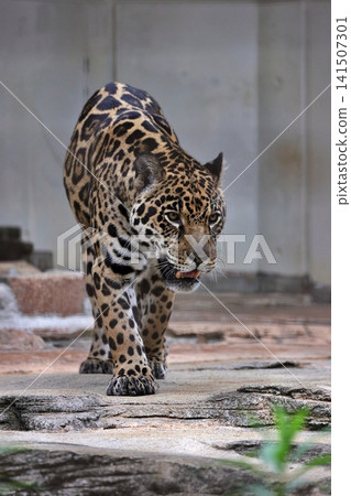 A jaguar walks towards me with a sharp gaze. 141507301