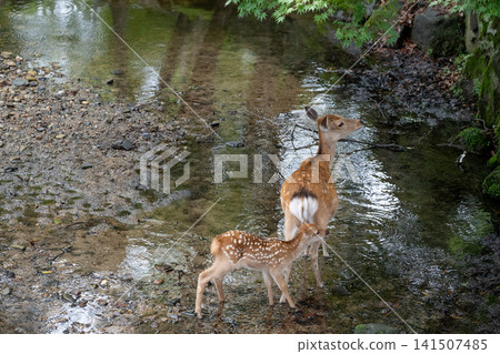 在奈良公園,一隻母鹿和她的小鹿依偎在一起。 在奈良公園,一隻母鹿和她的小鹿依偎在一起。 141507485