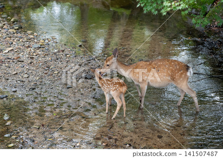 A mother deer and her fawn snuggling together in Nara Park A mother deer and her fawn snuggling together in Nara Park 141507487