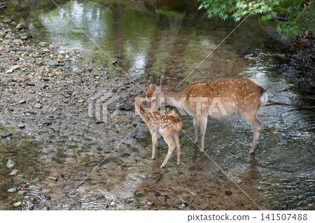 A mother deer and her fawn snuggling together in Nara Park A mother deer and her fawn snuggling together in Nara Park 141507488