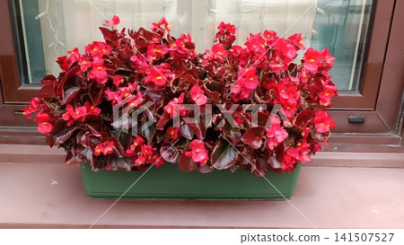 Vibrant red begonias in green planter on windowsill with soft natural light 141507527