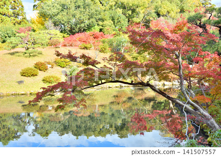 Autumn leaves of Yoshikien Autumn leaves of Yoshikien 141507557
