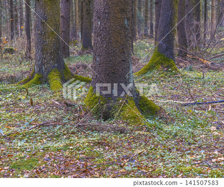 An upclose image showcasing complex underground root system blanketed in moss and organic litter An upclose image showcasing complex underground root system blanketed in moss and organic litter 141507583